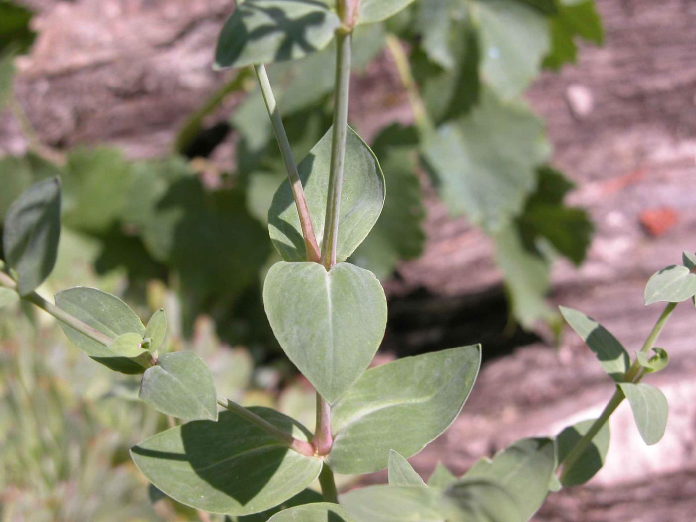 Catchfly, Sweet-William leaf